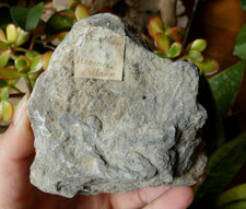 Fossile Ostrea Huitre &