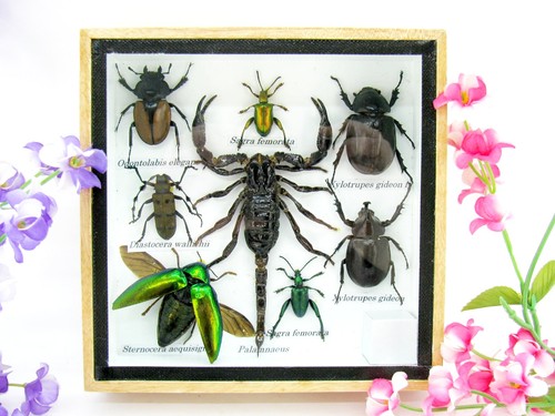 Insectes exotiques réel - 3d,