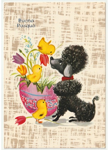 1973 caniche noir - caniche, en