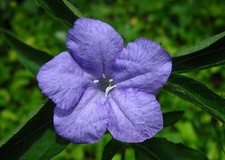 15 graines de PETUNIA