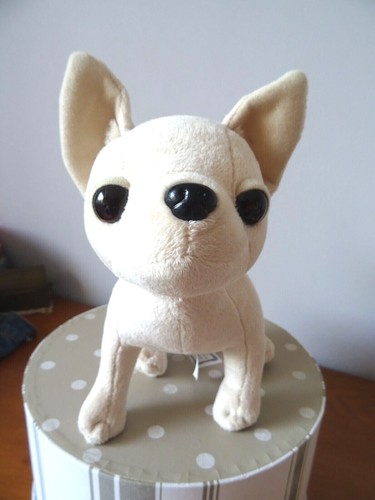 Chien chihuahua chichi - chien,