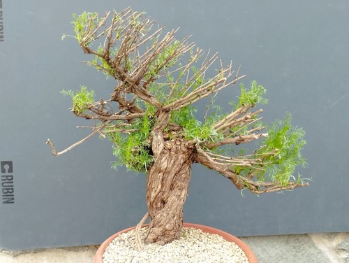 Bonsaï artemisia capillaris - bonsaï,