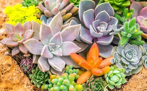 100 plantes grasses - plantes,