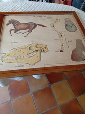 CARTES ANCIENNE  ROSSIGNOL CHEVAL ..FLEURS .... LOT DE 14 CARTES  AVEC CADRE