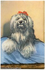  PORTRAIT DE CHIEN. YORKSHIRE TERRIER. 