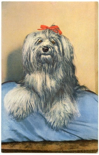 Portrait chien yorkshire - de,
