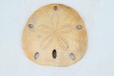 Oursin fossile Encope