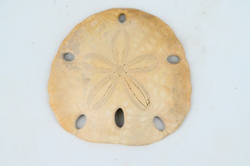Oursin fossile encope - oursin,