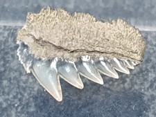 SHARK TOOTH REQUIN -