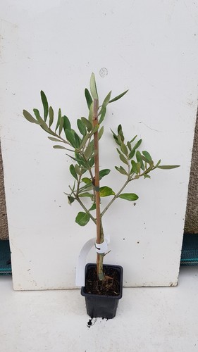 Olea europaea olivière - olea, /