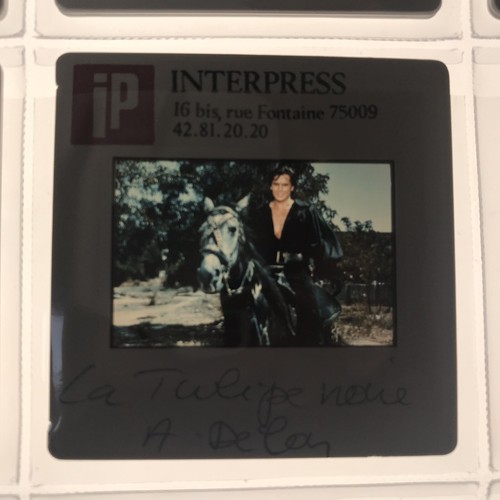 Tulipe noire alain delon - alain,