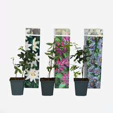 Passiflore - Set de 3 - Passiflora hybridum - Hauteur 25-40cm - ⌀9cm