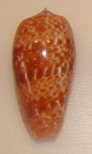 Conus bullatus (Textillia