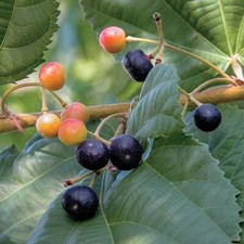 Phalsa from South East Asia - Grewia asiatica - 10+ graines - graines - Gx 159