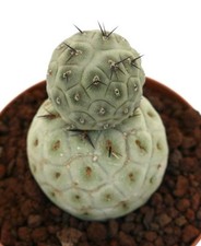 Tephrocactus geometricus TWO