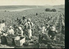 MAILLY CHAMPAGNE VENDANGES