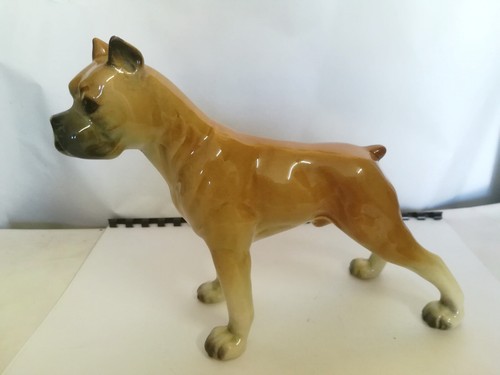 Très beau chien boxer
