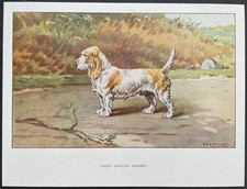 Basset griffon vendéen