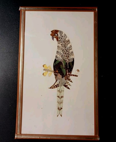 Tableau taxidermie perroquet - taxidermie,