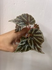 Begonia Irian Jaya U682