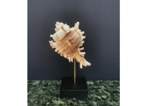 Coquillage murex socle - murex, (s)