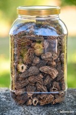 MORILLES SECHEES SAUVAGES