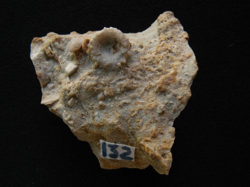 Oursin fossile régulier - ,