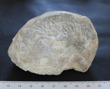Exogyra huître fossile Cénomanien Vienne
