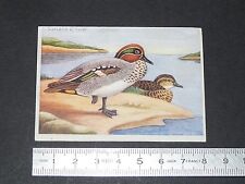 CHROMO 1950-1960 BISCOTTES LUC SARCELLE D'HIVER OISEAUX