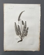 Gravure ancienne, Botanique