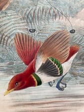 ancienne lithographie john gould oiseaux colorés CICINNURUS REGIUS