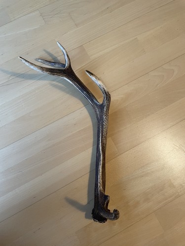 Bois cerf naturel - de,