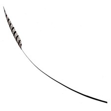 Plume fouet de faisan Lady