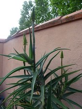 lot cuting aloévéra arborescent 3tiges=25/35cm