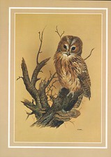 Beau Vintage Oiseau Imprimé ~