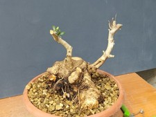 Bonsaï olivier 23 x 16 cm en