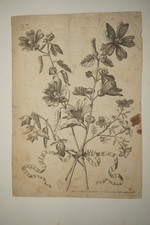 BELLE GRAVURE XVIII° FLEUR
