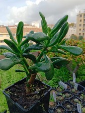 Cactus, plantes grasses 