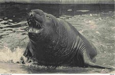 Carte postale animaux parc - animaux,