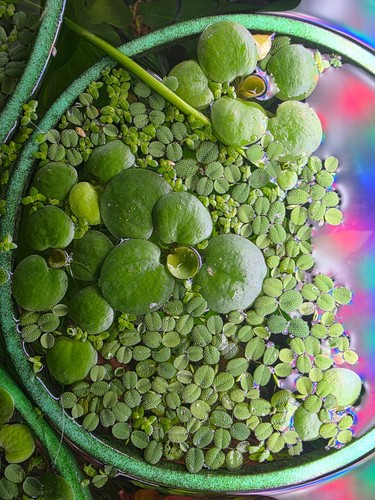 Lot plantes flottantes - de,
