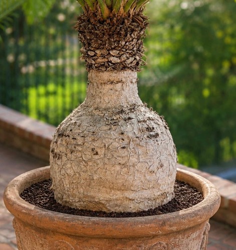 Cycas petraea seeds - cycas,