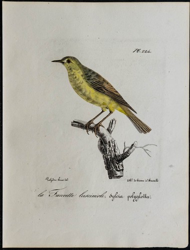 1830 hypolaïs polyglotte - 1830,
