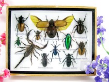 Insectes 3D - exotiques réel