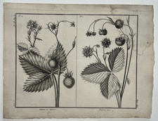 FRAISE Capiton Capron Fraisier GRAVURE Sellier BOTANIQUE Plante Fruit XVIII°