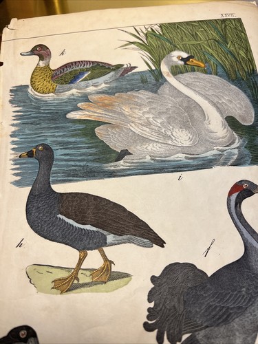 Canard cygne méduse