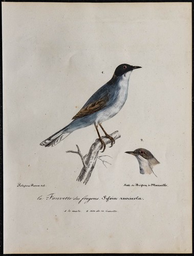 1830 fauvette sarde - fauvette,