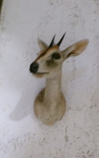 ancien Trophée   taxidermie  Cabinet de curiosités  objet déco chasse