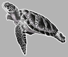 TORTUE MARINE SURF GWADA