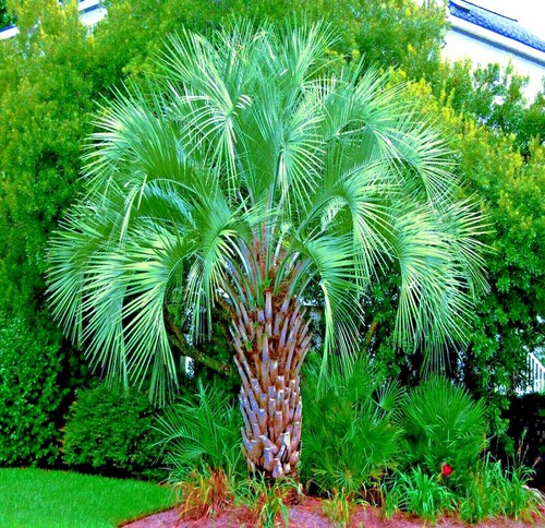 Jelly pindo palm tree seeds - 10,
