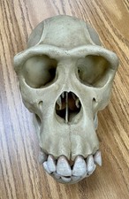 Vintage Anatomical